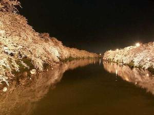 【弘前さくら祭り】弘前公園園内、夜の並木道です。（過去に開催したときの画像）