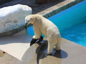 男鹿水族館GAO　白クマ豪太02