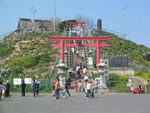 ウミネコ繁殖地、「蕪島神社」