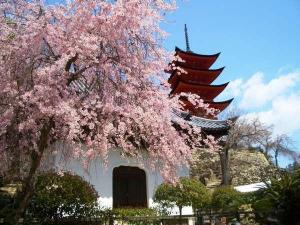 宮島の桜厳島神社周辺