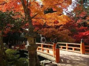 紅葉の紅葉谷公園