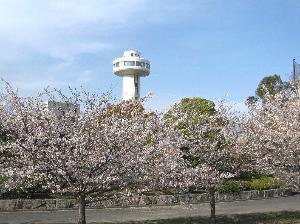 【ウェルピア伊予外観】桜と展望タワー（春）