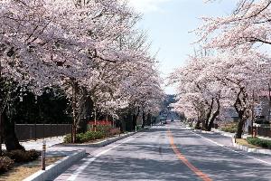 桜並木