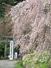 達谷窟しだれ桜