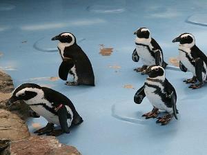 松江フォーゲルパークのペンギンたち