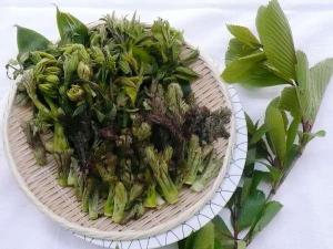 旬の山菜を提供してます。