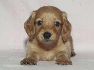 可愛い愛犬と共にご宿泊いただけます