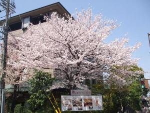 護王神社との間、下長者町に面する部分では毎年見事な桜が咲きます☆