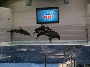 かごしま水族館『いおワールド』。大人気のイルカの時間です♪