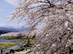 角館の桜