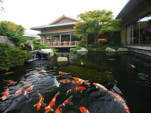 中庭の池と鯉