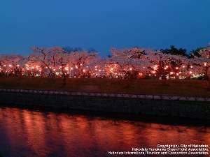 名所”五稜郭公園”の夜桜。例年５月上旬に満開を迎える。