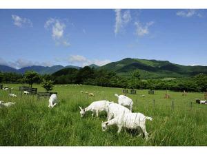 千年の森【山羊の放牧場】かわいらしい山羊が沢山、草を食べる様はとても愛らしいです