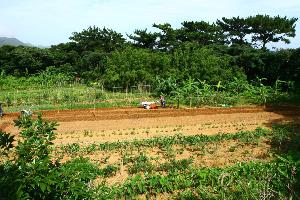 ＧＲＥＥＮＨＩＬＬFARM　無農薬の野菜を宿の食卓に。