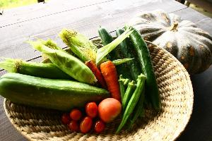 自家製無農薬の採れたて野菜を宿の食卓でお出ししています。