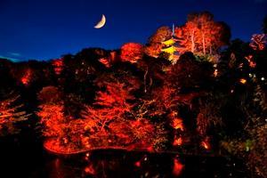 teien kouyou