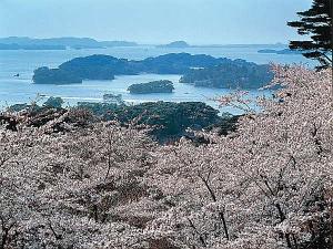 春の松島※当館から車で約10分　西行戻しの松公園からは桜とともに松島湾が望めます♪