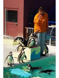 小樽水族館♪かわいいペンギンのショー