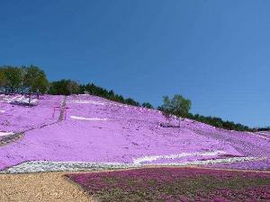 ◆５月～６月にかけて見頃を迎える芝桜（車で約１時間）