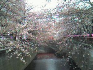 目黒川（1）