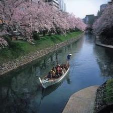 ◆松川べりの桜（遊覧船）当館から徒歩約5分！七橋めぐりができます♪