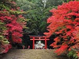 当館より車で約1時間半の霧島神宮の紅葉