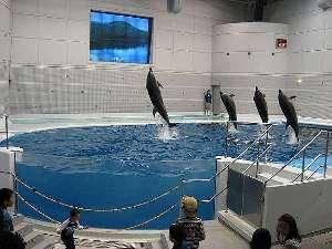 【かごしま水族館】　イルカショーや触れ合いコーナーがあり、ファミリーにオススメです。