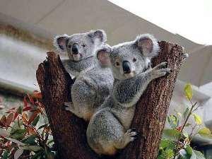 【平川動物公園】　珍しいコアラを見ることが出来ます♪