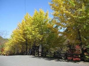 イチョウ並木でお客様をお迎えします。