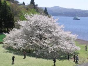 箱根園　大島桜