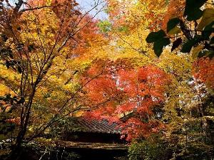 ＜秋＞黒川荘