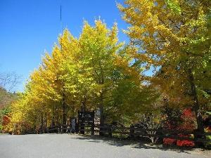 ＜秋＞黒川荘　イチョウ並木