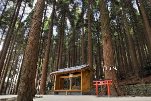 ホテルに隣接する『百年杉庭園とあづまや』