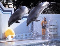 しながわ水族館まで徒歩１５分