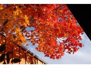 露天風呂から楽しめる紅葉