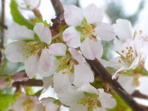 【旭岳の春】日本で一番遅く咲く桜『チシマザクラ』薄いピンクが可愛らしい