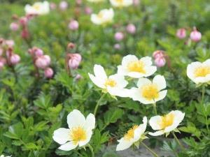 チングルマ　7月上旬～7月下旬