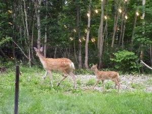 ディアバレー～鹿の遊ぶ谷♪運がよければこんな光景が見れますよ！