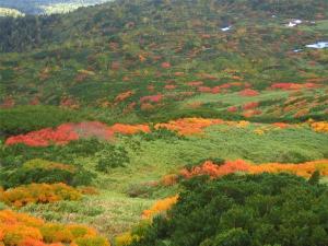 【旭岳★秋】山頂駅からの散策コース沿いに紅葉色に色づいた木々を見渡せます。