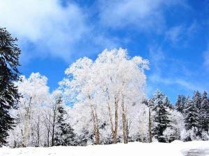 樹氷