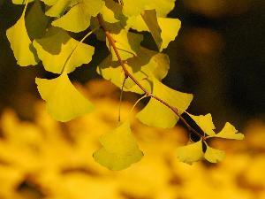 秋　紅葉（イメージ）