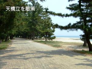 天橋立松並木