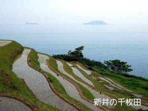 新井千枚田の晩春