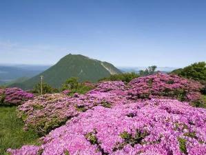 鶴見岳山頂のミヤマキリシマと由布岳