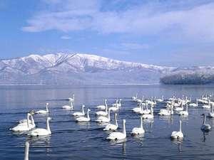屈斜路湖の白鳥（例年１１〜４月に訪れる白鳥の最適なビューポイントは砂湯です）