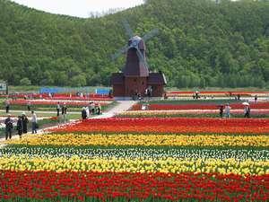 上湧別チューリップ公園（５月下旬〜６月中旬）