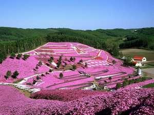 東藻琴芝桜公園（５月中旬〜６月初旬）