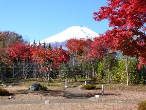 庭園のもみじが１０月下旬より１１月上旬に紅葉の見ごろを迎えます。