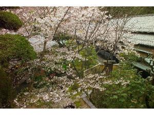 春の中庭では桜が咲き乱れます。
