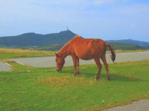 【与那国島】意外と小さいヨナグニウマ。とっても愛嬌があって可愛らしいです！